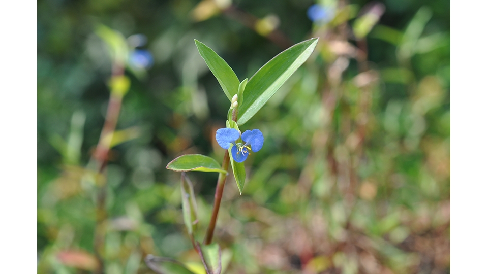 「竹仔菜」是潮濕區常見的植物，明顯特色為花瓣三辦同為藍色。